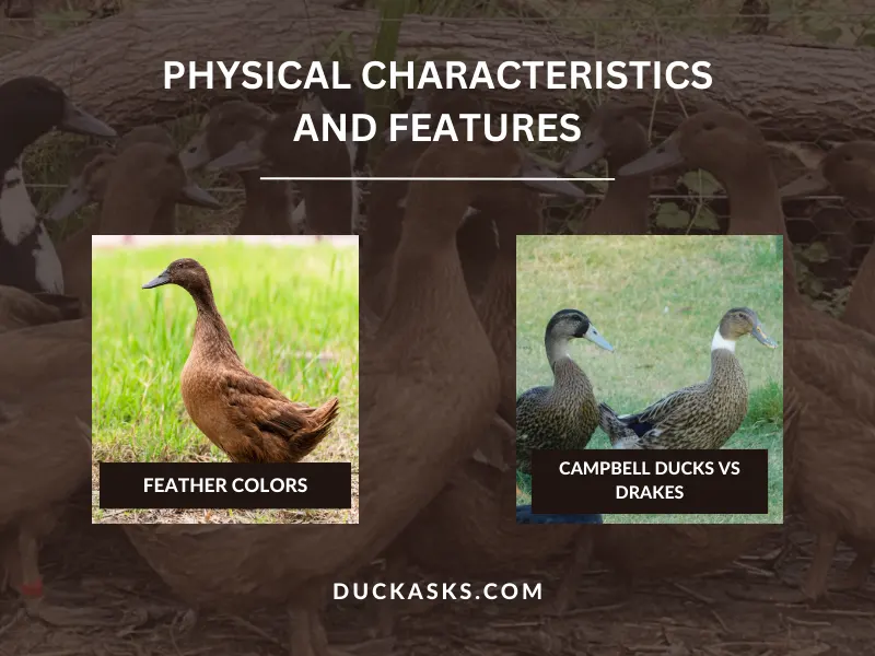 Physical Characteristics and Features