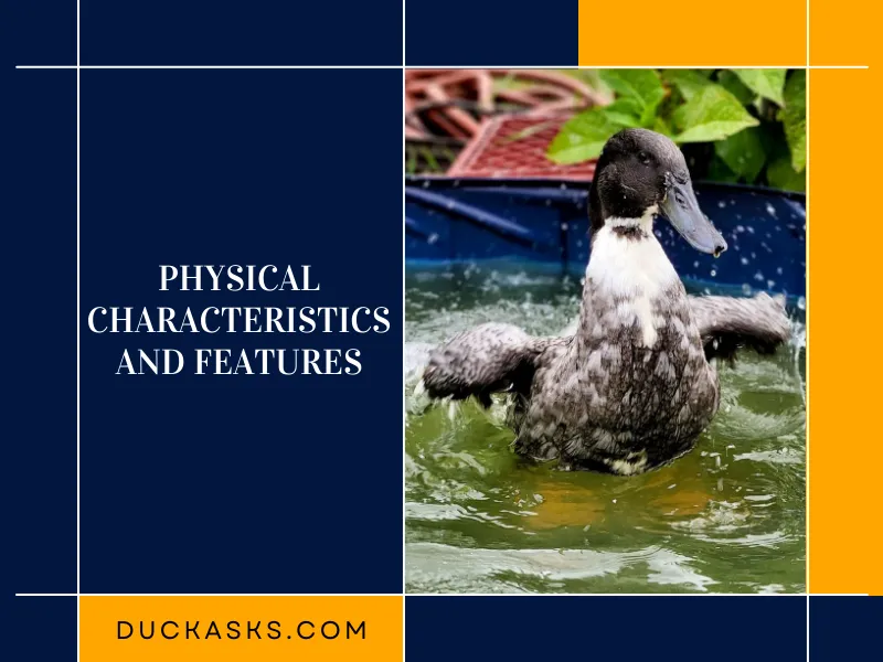 Physical Characteristics and Features