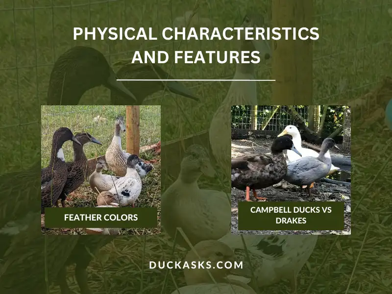 Physical Characteristics and Features