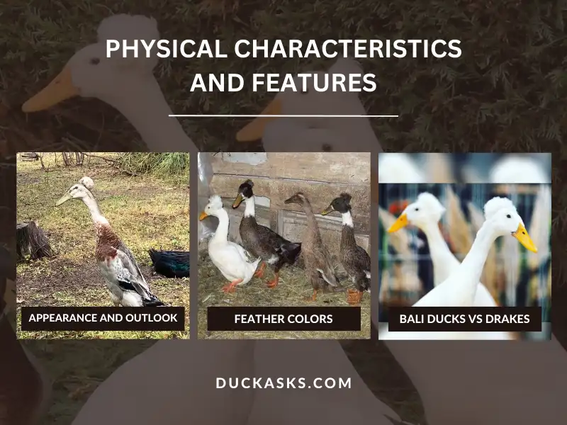 Physical Characteristics and Features