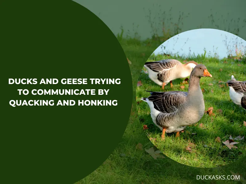 Quacking and Honking - Are Ducks and Geese Trying to Communicate