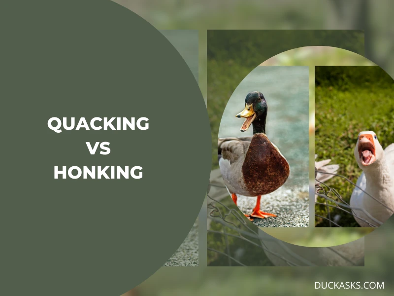 The Differences in Quacking and Honking