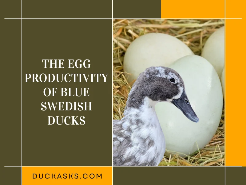 The Egg Productivity of Blue Swedish Ducks