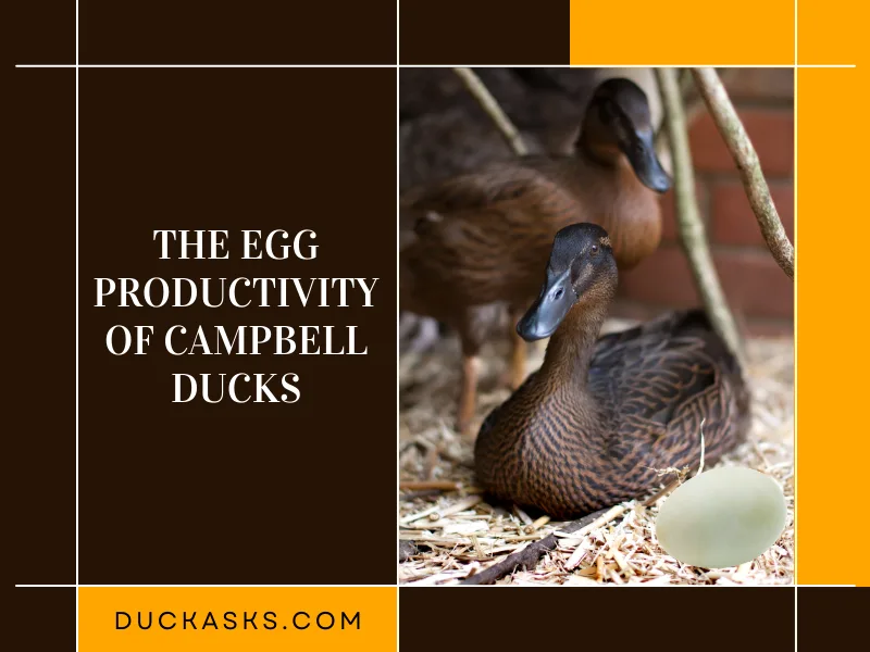 The Egg Productivity of Campbell Ducks