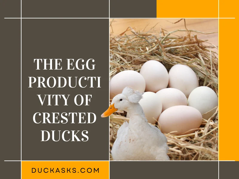 The Egg Productivity of Crested Ducks