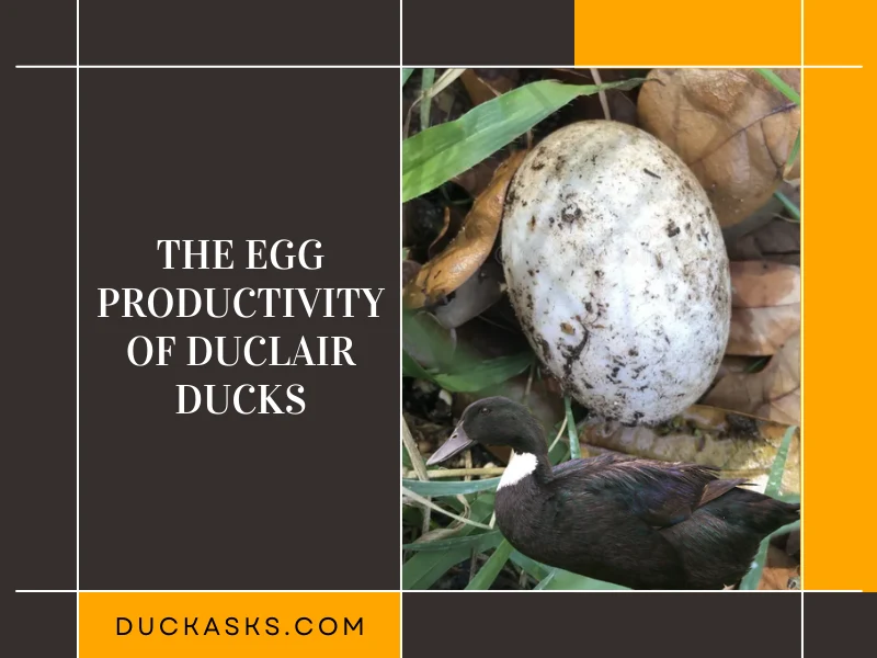 The Egg Productivity of Duclair Ducks