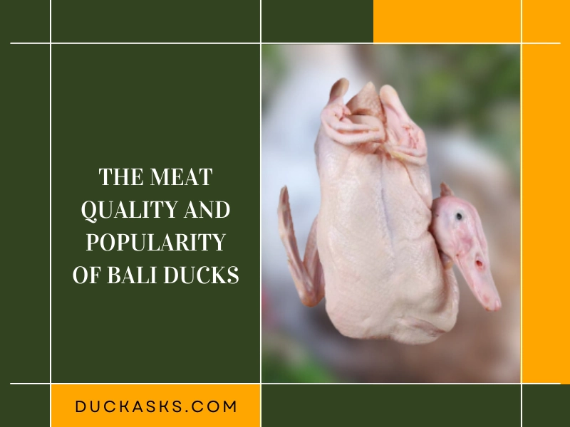 The Meat Quality and Popularity of Bali Ducks