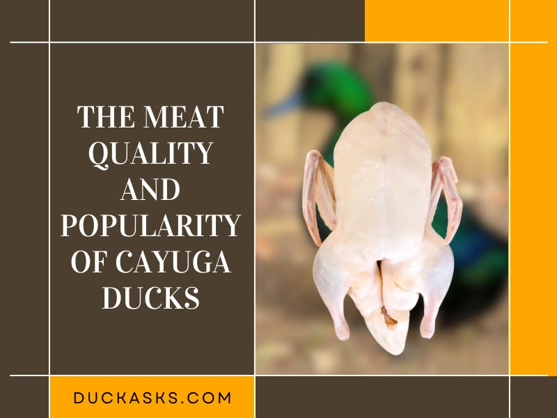 The Meat Quality and Popularity of Cayuga Ducks