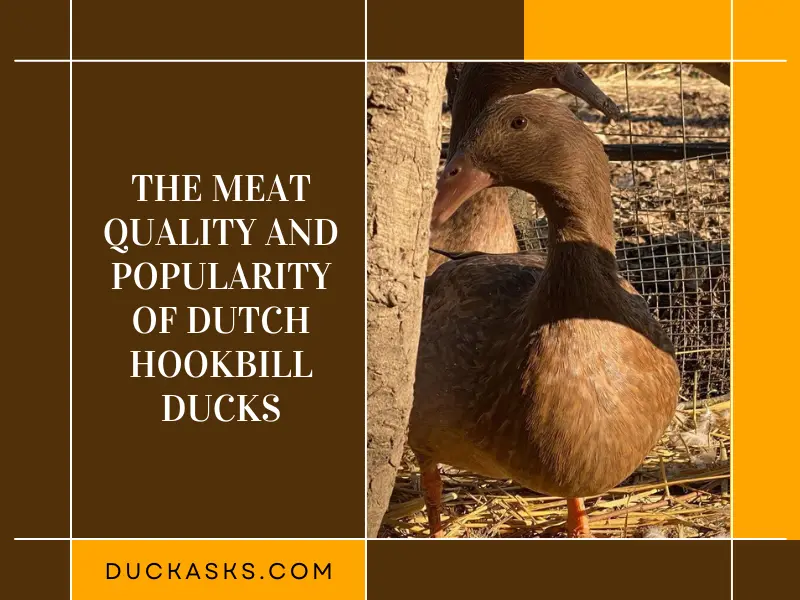 The Meat Quality and Popularity of Dutch Hookbill Ducks