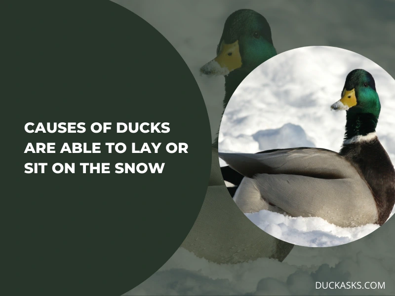 The Reason Ducks Are Able to Lay or Sit on the Snow