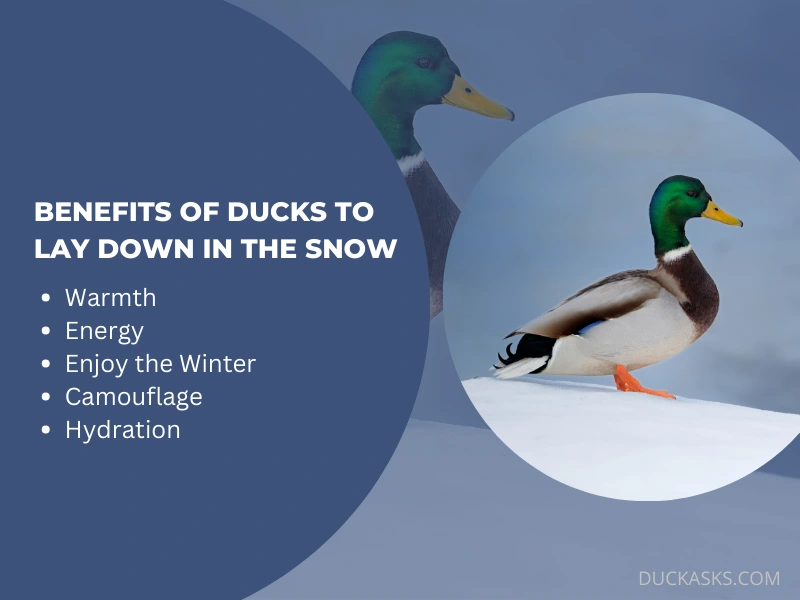 What Are the Benefits for Ducks to Lay Down in the Snow