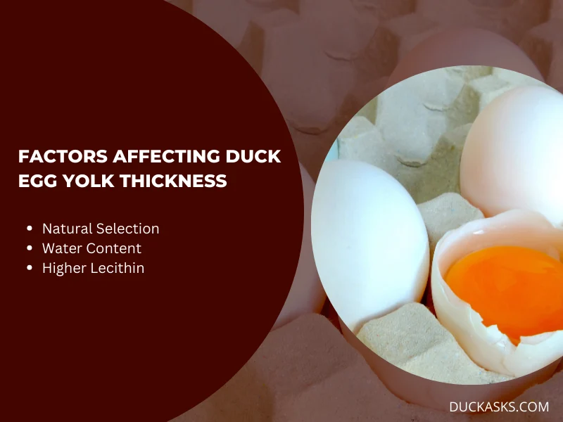 What Factors Contribute to the Thickness of Duck Egg yolks