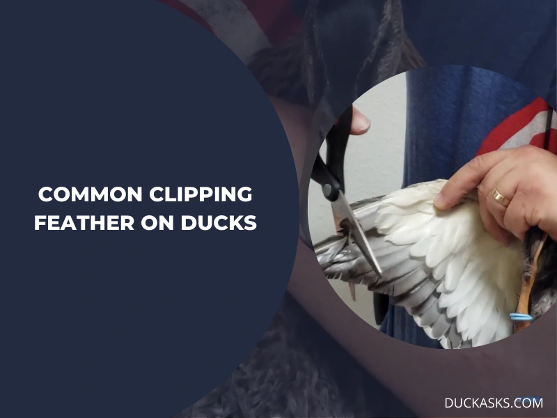 What Feathers Are Commonly Clipped on Ducks