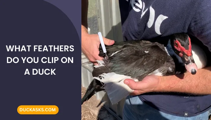 What Feathers Do You Clip On A Duck?