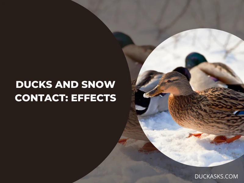 What Happens When Ducks Come into Contact with Snow