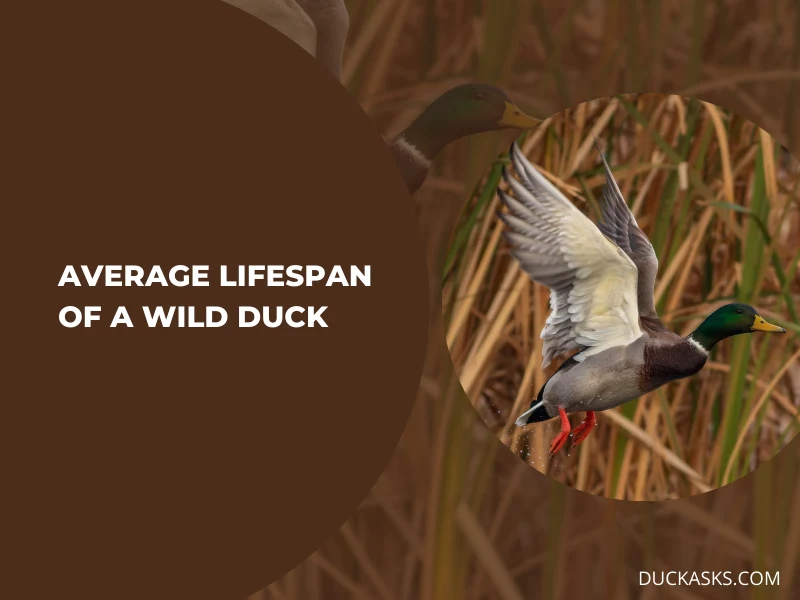 What Is the Average Lifespan of a Wild Duck