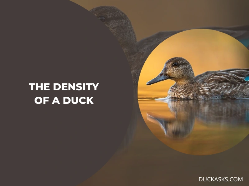 What Is the Density of a Duck