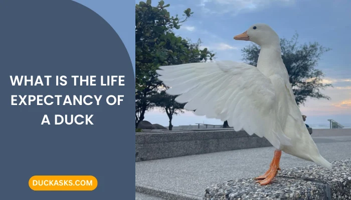 What Is the Life Expectancy of a Duck?