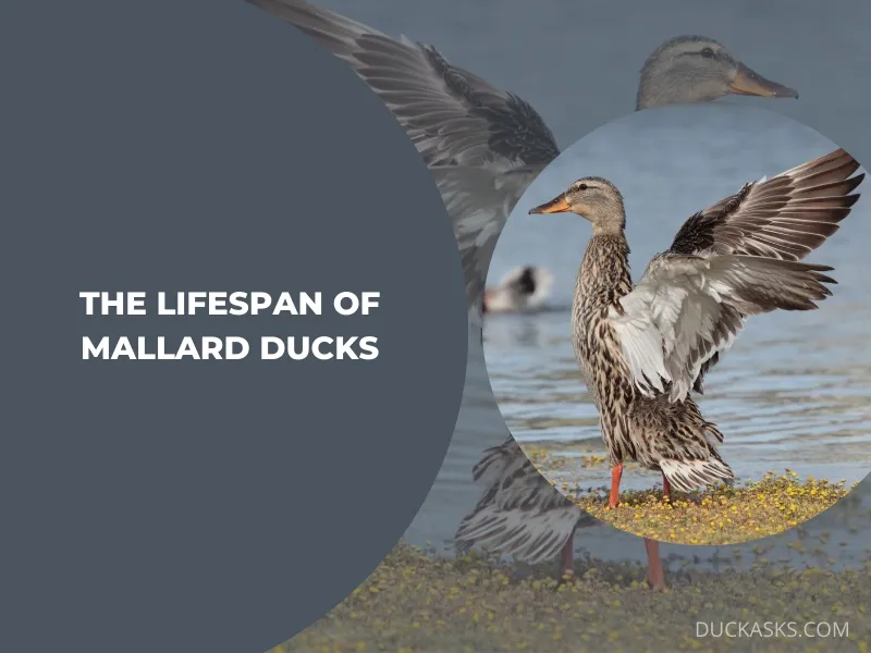 What Is the Lifespan of Mallard Ducks