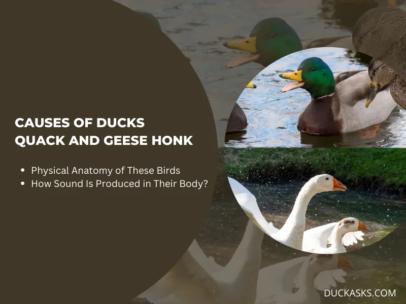 What Makes Ducks Quack and Geese Honk