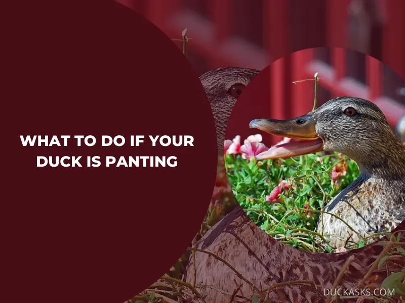 What to Do If Your Duck Is Panting