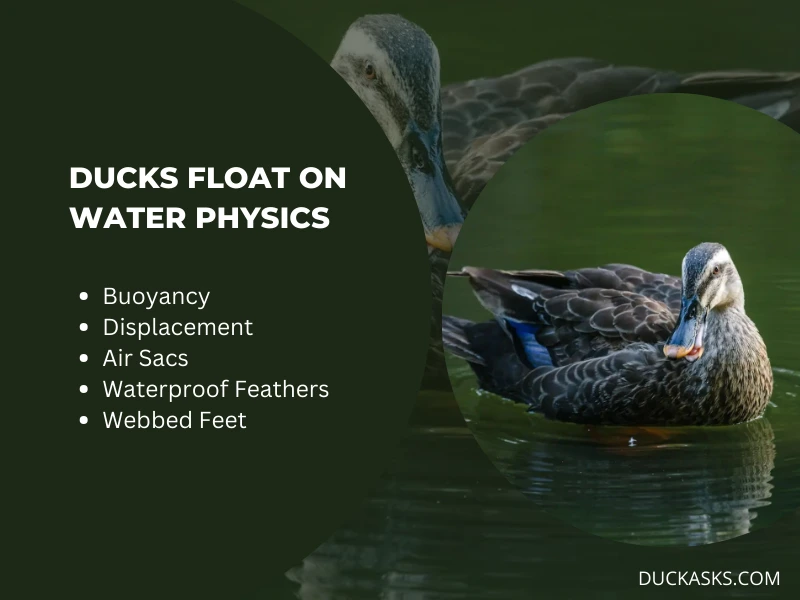 Why Do Ducks Float on Water Physic