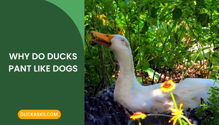 Why Do Ducks Pant Like Dogs? (Duck Physiology)