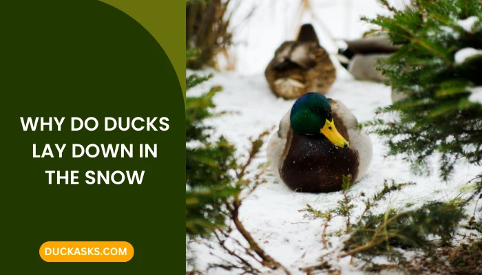 Why Do Ducks Lay Down In The Snow?