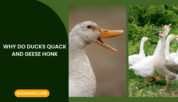 Why Do Ducks Quack and Geese Honk?