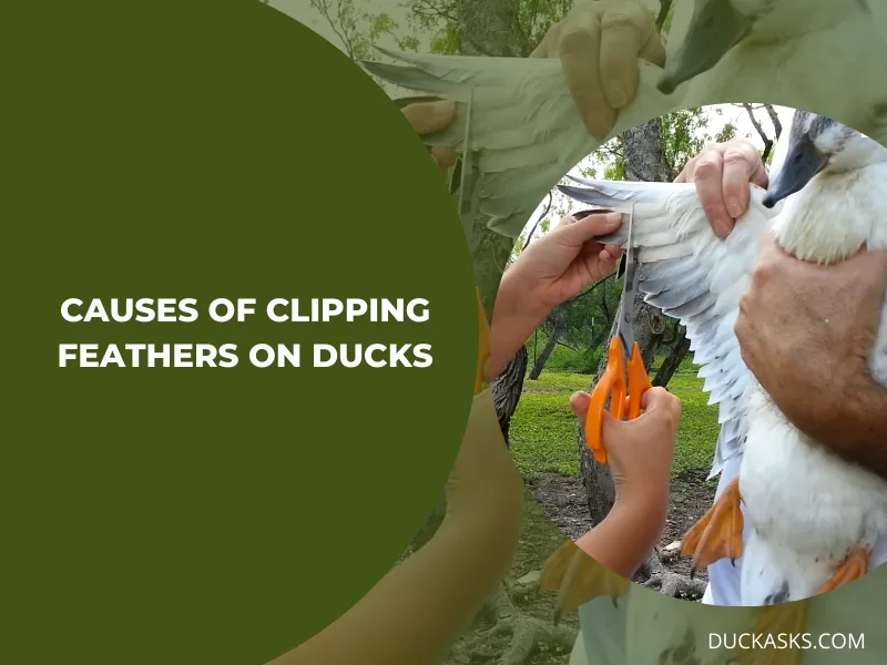 Why Do People Clip Feathers on Ducks