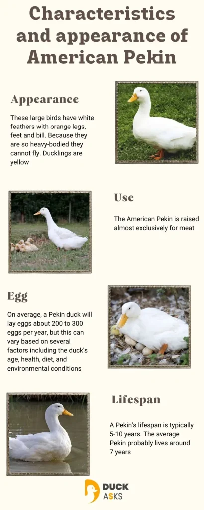 Characteristics and appearance of American Pekin